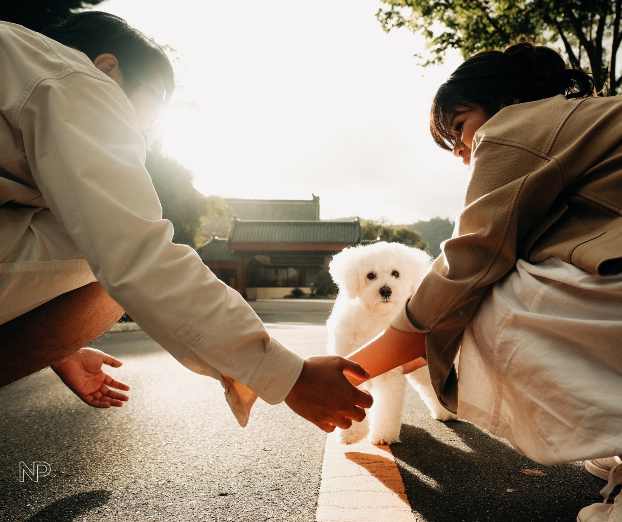 bridal fair nice print dog